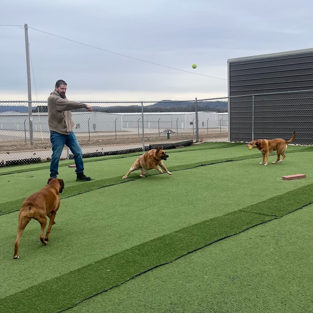 Team member supervising dogs during outdoor play