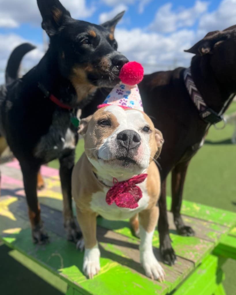 Dogs celebrating in supervised outdoor play area