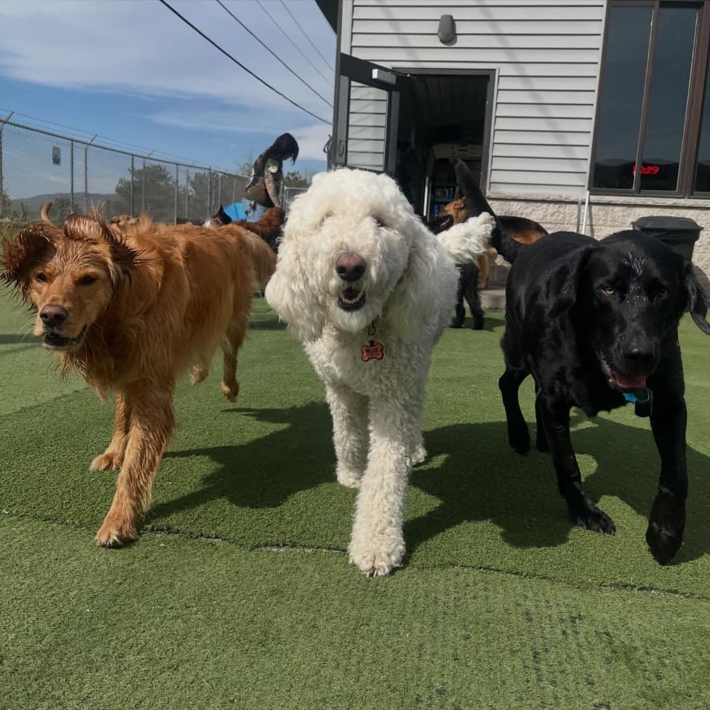 Dogs in supervised outdoor play at Diggity Dog Daycare