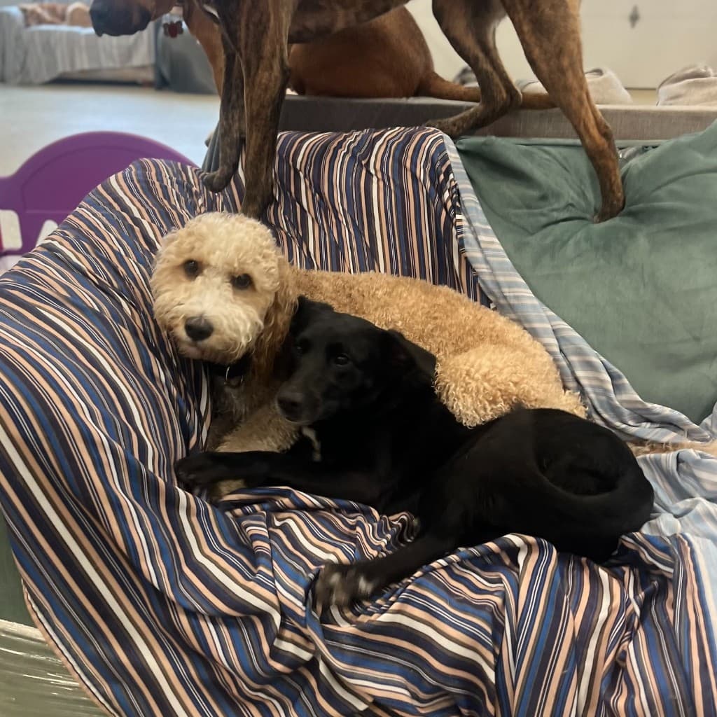 Happy dogs in supervised daycare play groups.