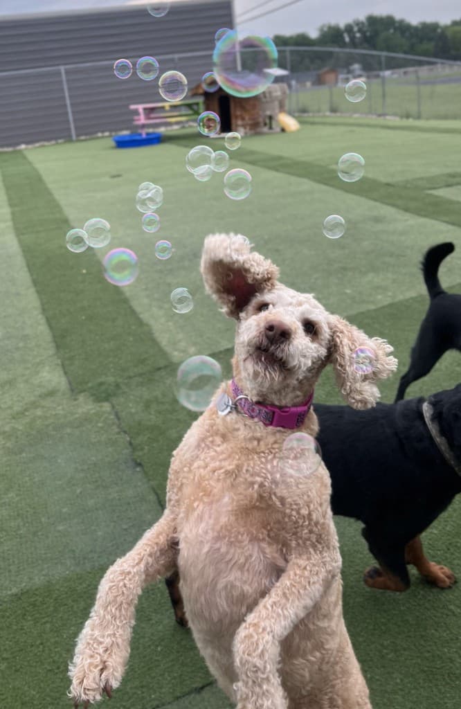Dog Training