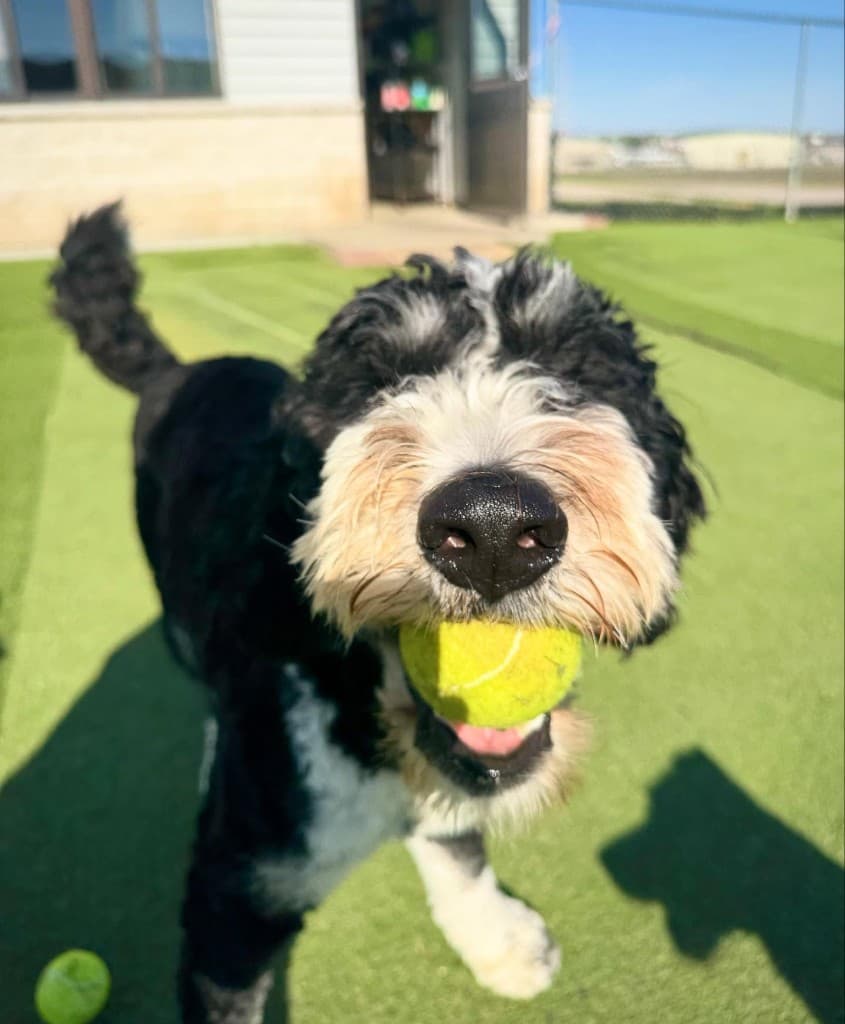 Dog training gallery image 8