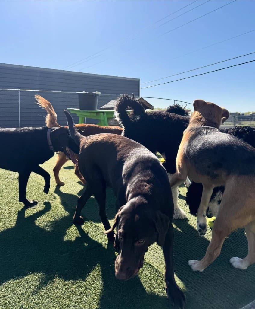 Dog training gallery image 12