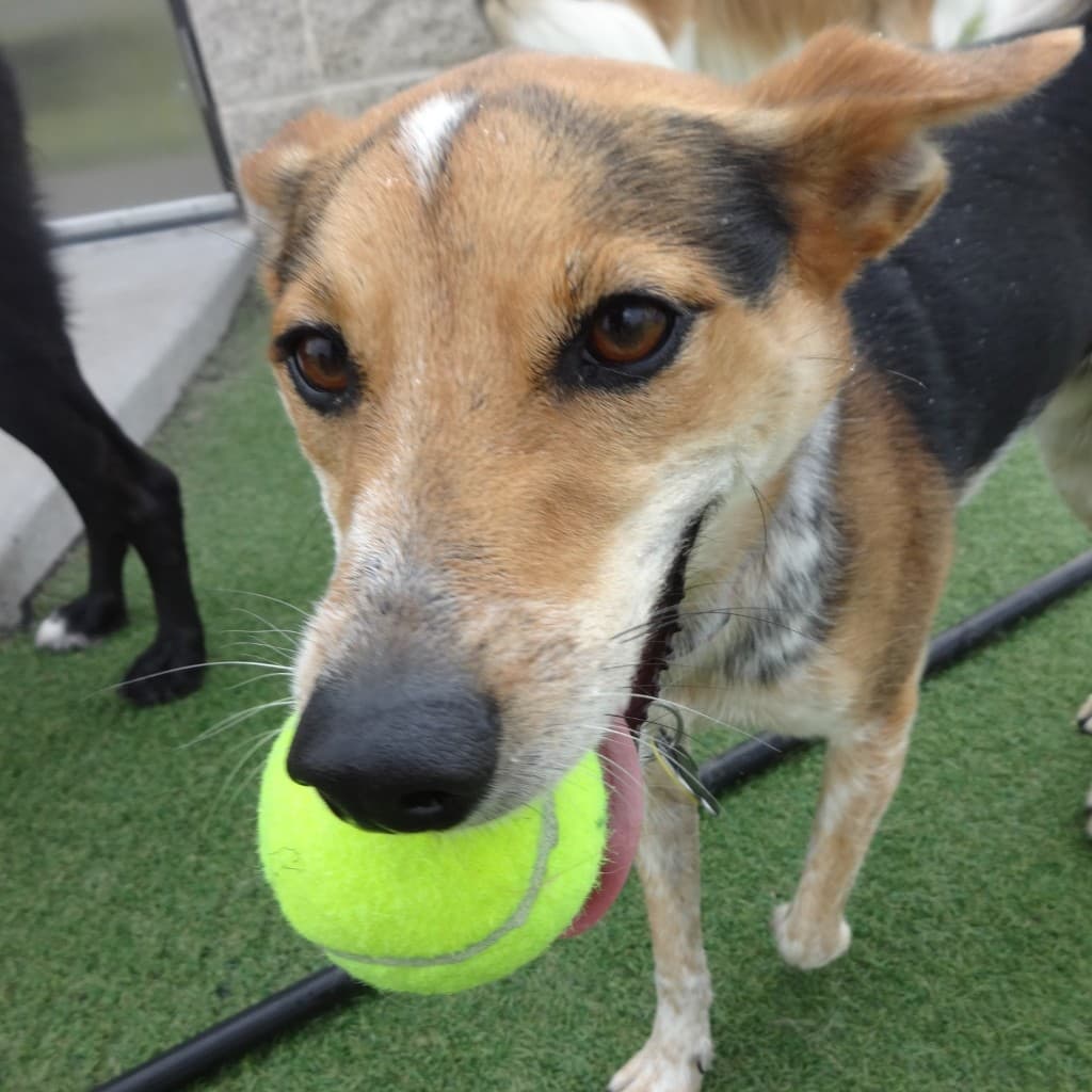 Dog training gallery image 11
